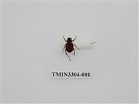 藏品(血紅虎斑花金龜)的圖片